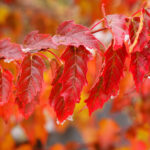Cold Stream Farm amur maple red leaves