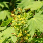 Cold Stream Farm amur maple blossom