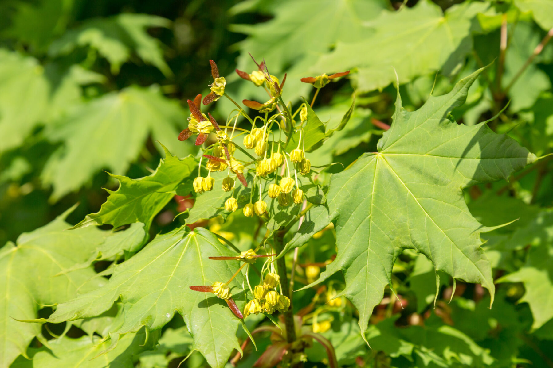 Amur Maple - Acer Ginnala, Deciduous Trees