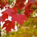 Cold Stream Farm red maple fall leaves