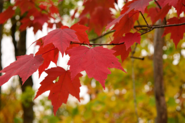 Cold Stream Farm red maple fall leaves