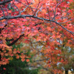 Cold Stream Farm red maple branch and leaves