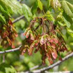 Cold Stream Farm red maple fall seeds