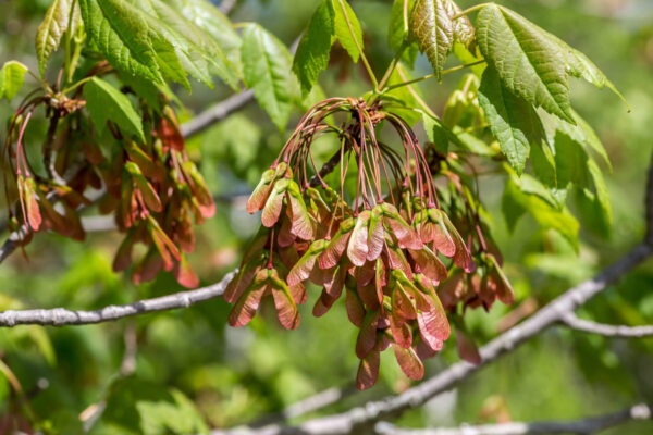 Cold Stream Farm red maple fall seeds