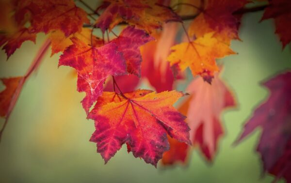 Cold Stream Farm red maple fall trees