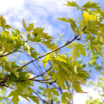 Cold Stream Farm silver maple branch