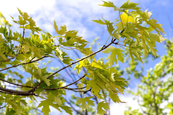 Cold Stream Farm silver maple branch