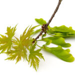 Cold Stream Farm silver maple leaf and seed
