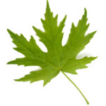 Cold Stream Farm green silver maple leaf