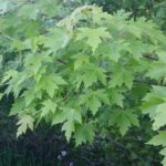Cold Stream Farm silver maple branch with leaves