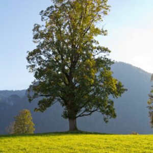 Cold Stream Farm silver maple mature tree