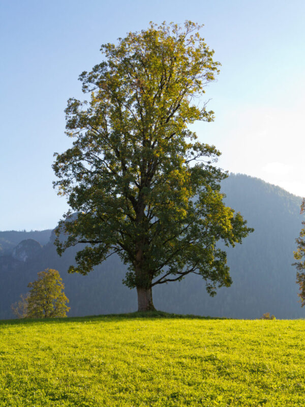 Cold Stream Farm silver maple mature tree