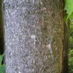 Cold Stream Farm sugar maple tree bark