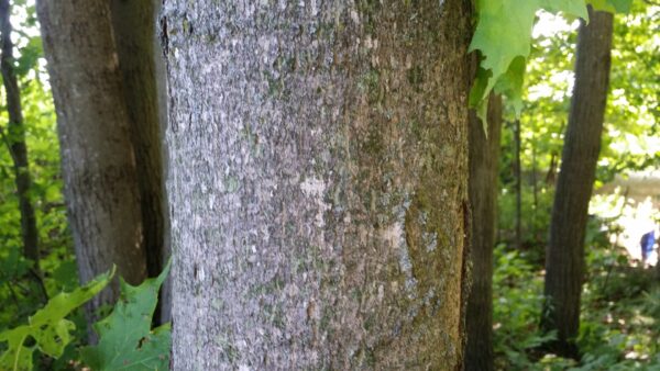 Cold Stream Farm sugar maple tree bark