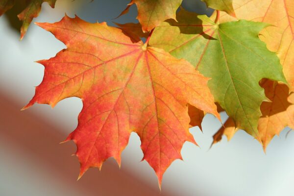 Cold Stream Farm color sugar maple leaf