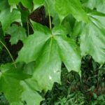Cold Stream Farm sugar maple leaves