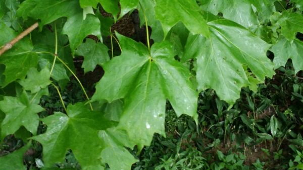 Cold Stream Farm sugar maple leaves