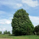 Cold Stream Farm maple sugar mature tree