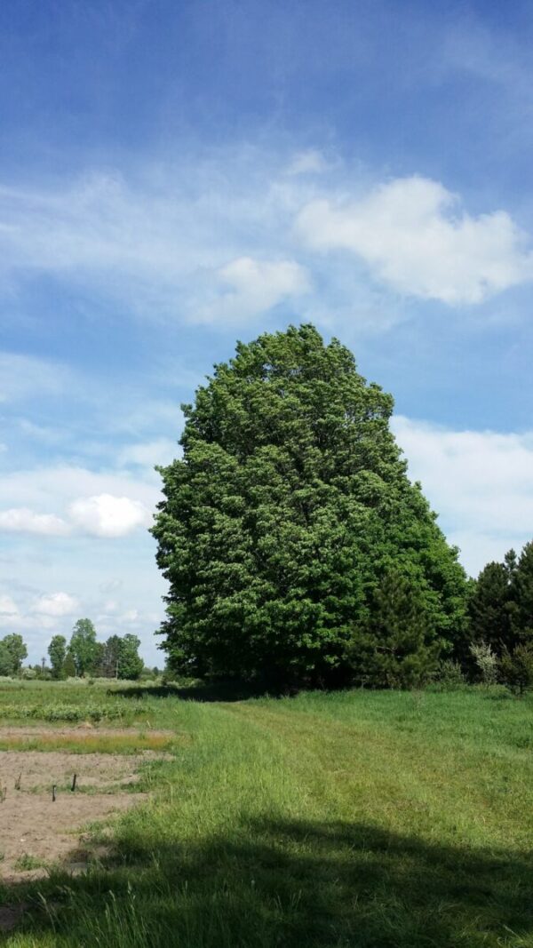 Cold Stream Farm maple sugar mature tree