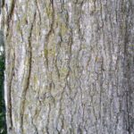 Cold Stream Farm sugar maple bark