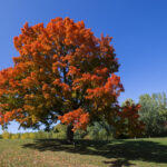Cold Stream Farm sugar maple tree