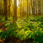 Cold Stream Farm forest floors