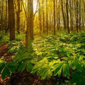 Cold Stream Farm forest floors