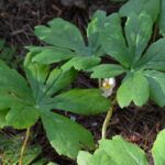 Cold Stream Farm mayapple leaf stock