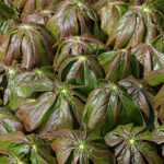 Cold Stream Farm mayapple