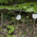 Cold Stream Farm stem and flowers