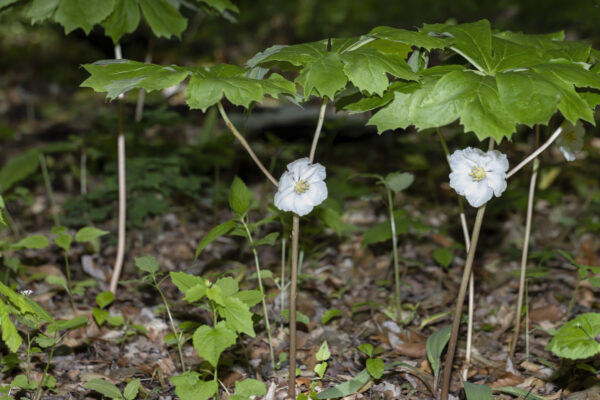 Cold Stream Farm stem and flowers