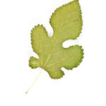 Cold Stream Farm red mulberry leaf
