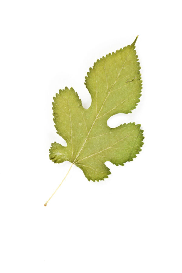 Cold Stream Farm red mulberry leaf