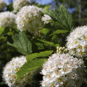 Cold Stream Farm ninebark flowers