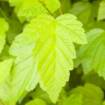 Cold Stream Farm ninebark green leaf