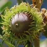 Cold Stream Farm bur oak acorn