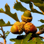 Cold Stream Farm oak bur stock acorn
