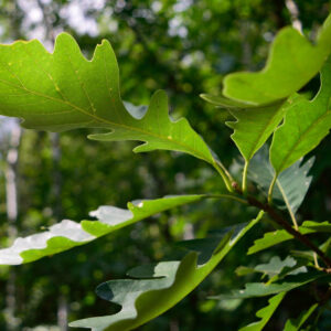 Cold Stream Farm oak bur tree leaves