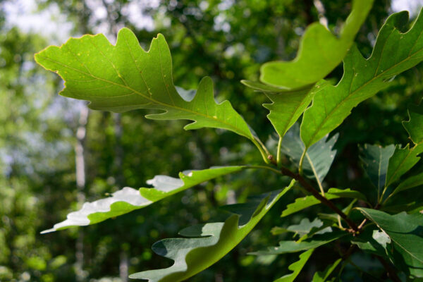 Cold Stream Farm oak bur tree leaves