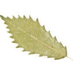 Cold Stream Farm chinquapin oak leaf