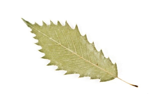 Cold Stream Farm chinquapin oak leaf