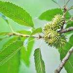 Cold Stream Farm oak sawtooth acorn leaves