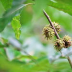 Cold Stream Farm oak sawtooth acorn