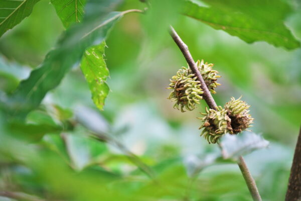 Cold Stream Farm oak sawtooth acorn
