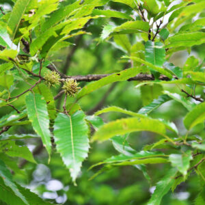 Cold Stream Farm oak sawtooth tree nuts