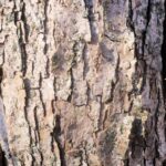 Cold Stream Farm oak swamp white tree bark