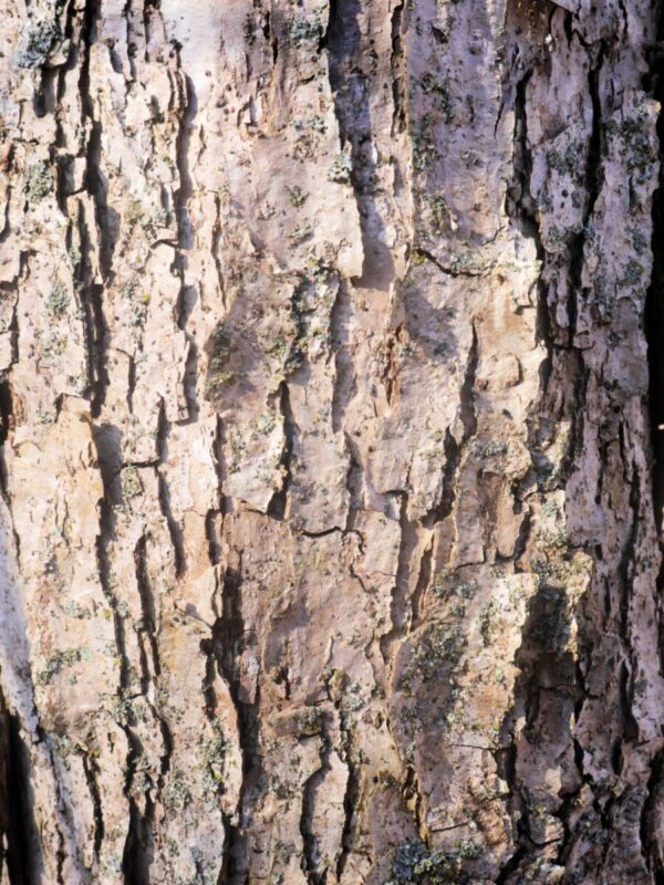 Cold Stream Farm oak swamp white tree bark