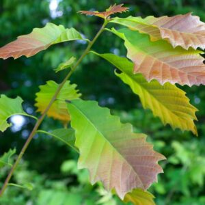 Cold Stream Farm chinquapin oak color leaves