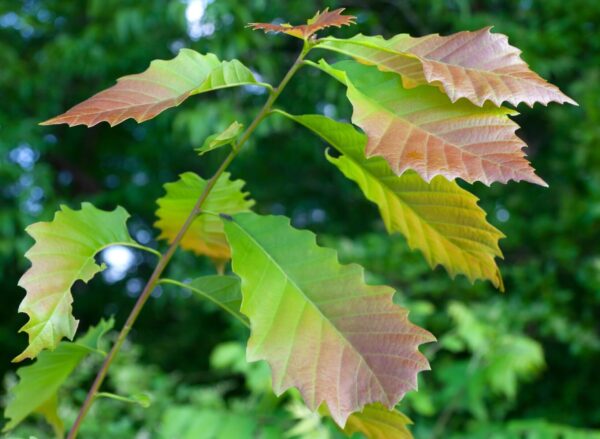 Cold Stream Farm chinquapin oak color leaves