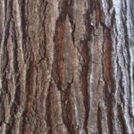Cold Stream Farm oak red tree bark